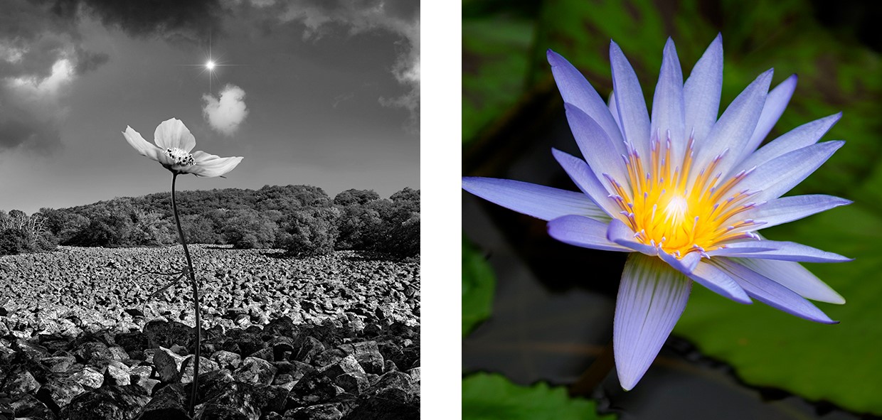 fleur 2