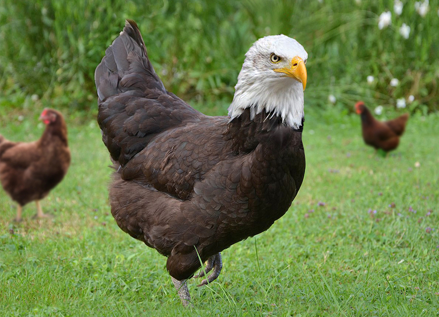 L’Aigle Poule