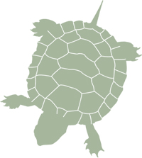 Tortue